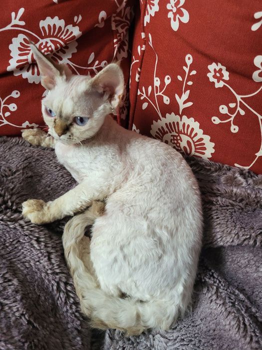 Drziewczynka Devon Rex Sopot
