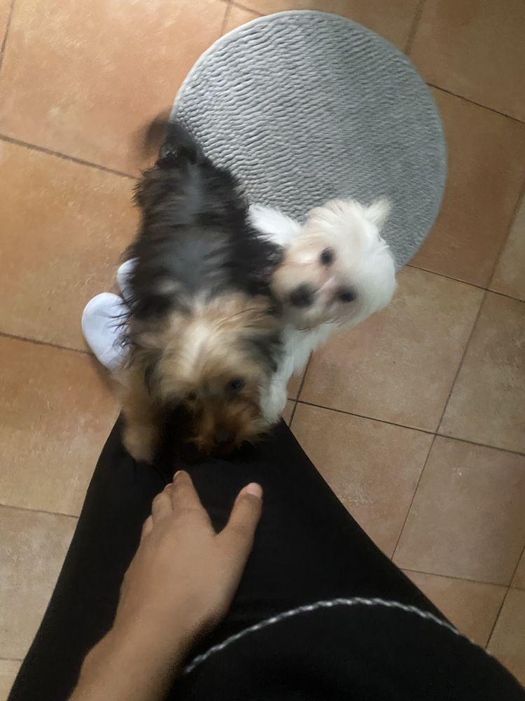 Passeio e visita domiciliar a animais domésticos
