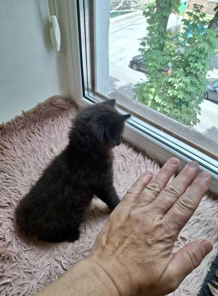 віддам кошеня котика безкоштовно