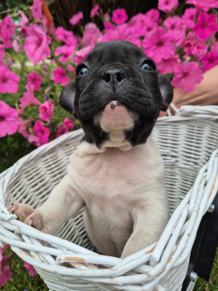 Buldog francuski