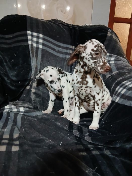 Продаються дві дівчинки,чистокровні далматини
