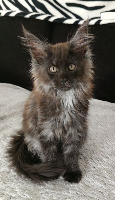 Kiara piękna Maine coon