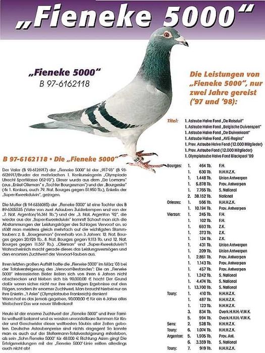 Gołębie pocztowe Gołąb Młodego2025 F.Vervoort Fieneke 5000 rodowodem