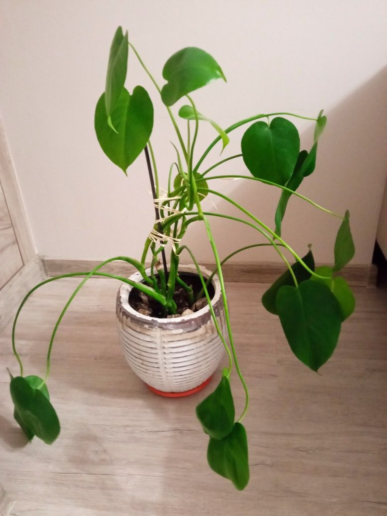 Monstera w doniczce.