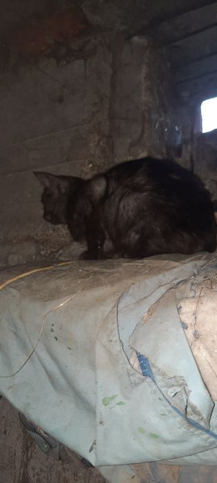 Кошечка в добрі руки