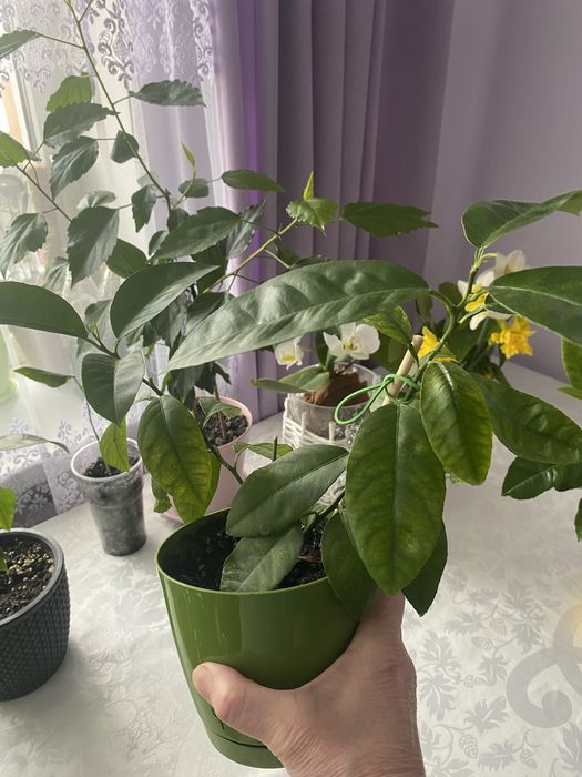 Кімнатний лимон, укорінений від материнського лимона