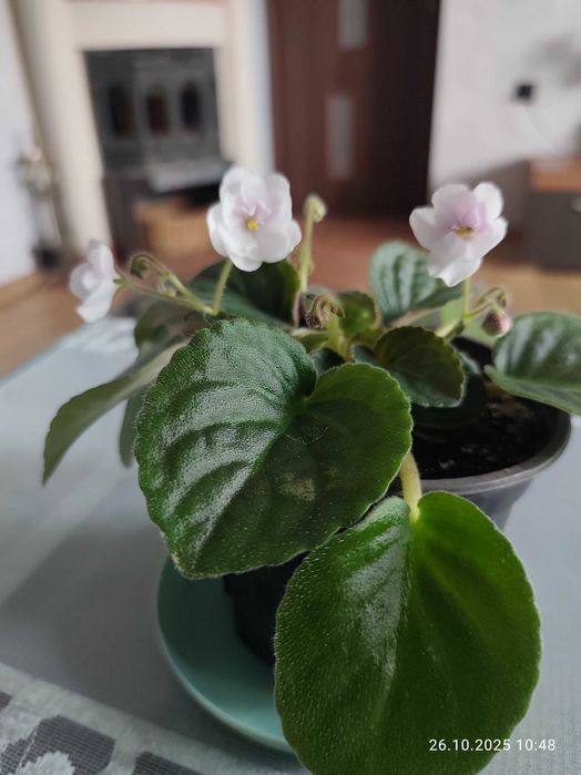 Fiołek afrykański biały w doniczce.