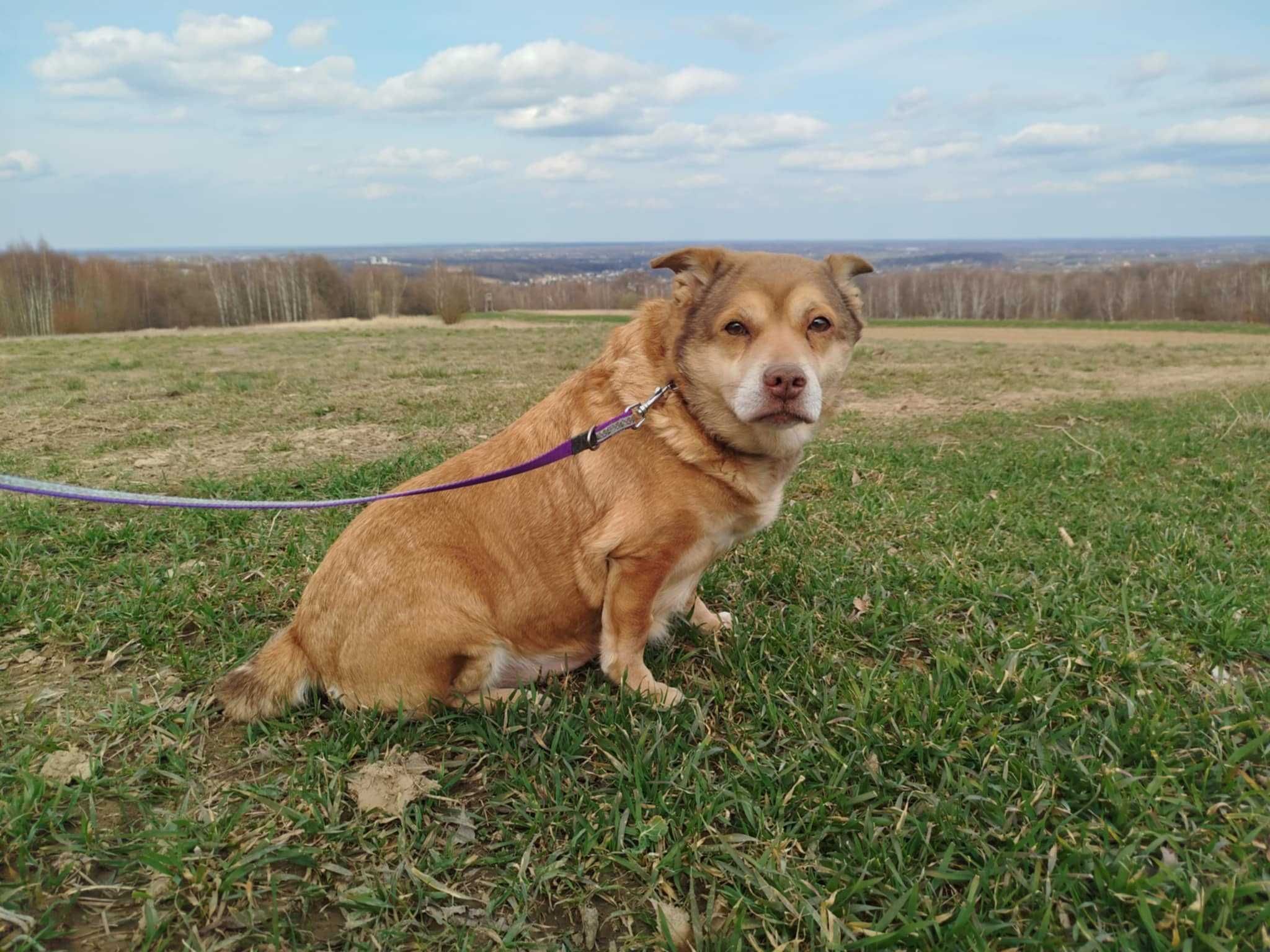 Figa - suczka do adopcji