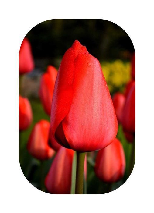 DUŻE Cebulki TULIPANÓW XL Tulipan zestaw mix mieszanka Tulipany KWIATY