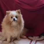 Доросла дівчинка померанського шпиця