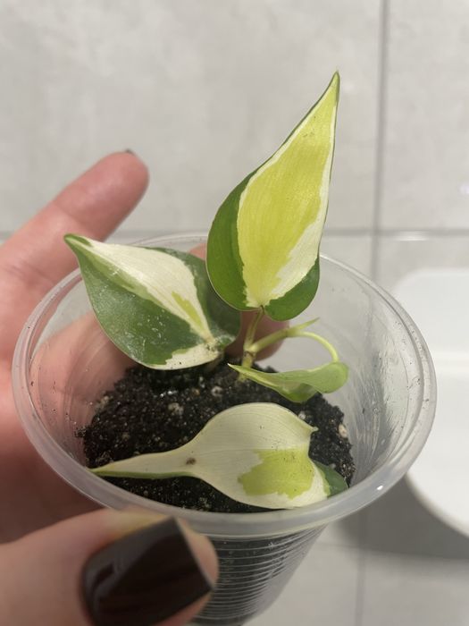 Філодендрон Крем сплеш Триколор,Сінгоніум Grey Ghost