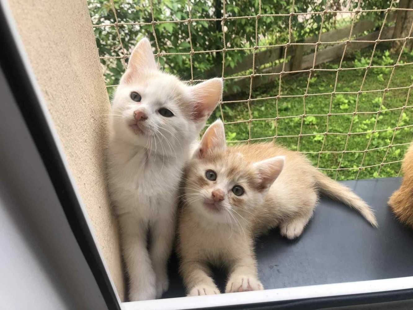 Rudo-biały,mały kotek,opiekuńczy kocurek z domu tymczas.ADOPCJA