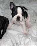 Buldog francuski.