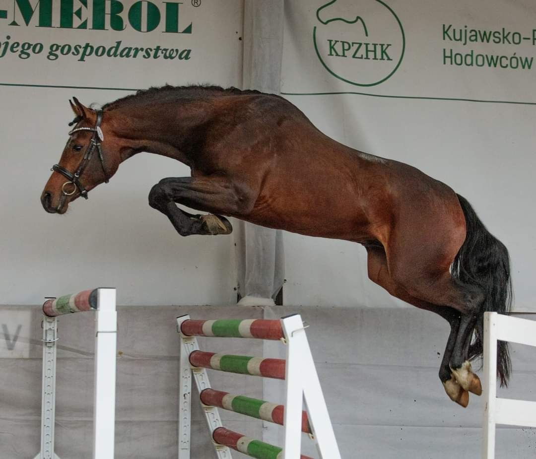 Piękny ogierek 2023 Al Caro