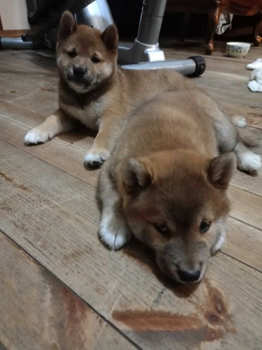 Shiba inu ZkwP FCI szczeniaczki gotowe do odbioru