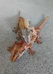 Gekony gargulcowe 1.1