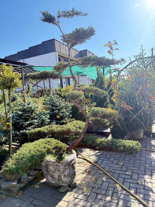 Продам туї, сосни, ялини, ялівці, гортнзії, магноліі, троянди