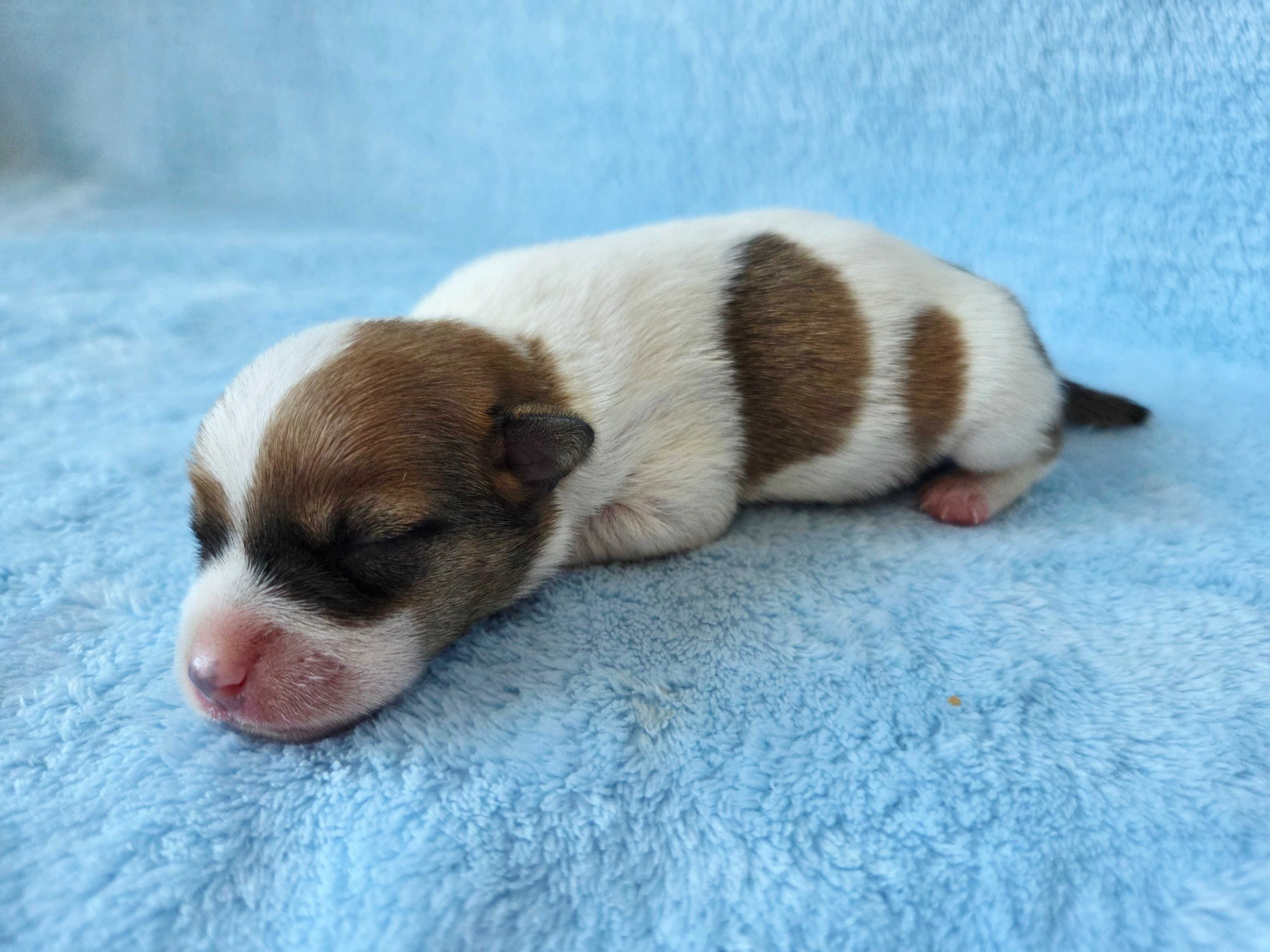 Jack Russell Terrier piesek gładkowłosy 2