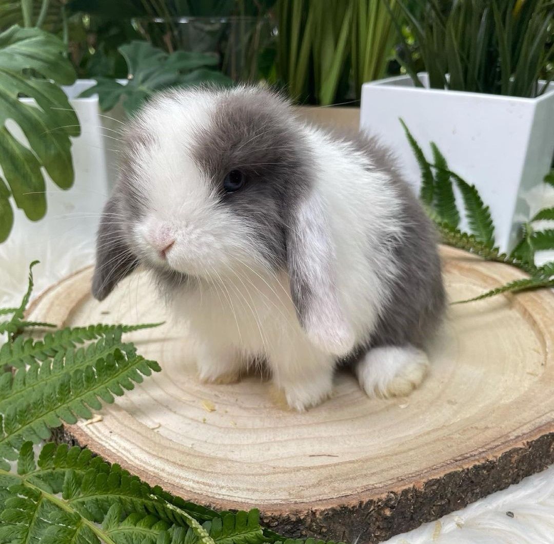 KIT Coelhos anões orelhudos, mini lop desparasitados