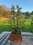 Metasekwoja chińska pre bonsai