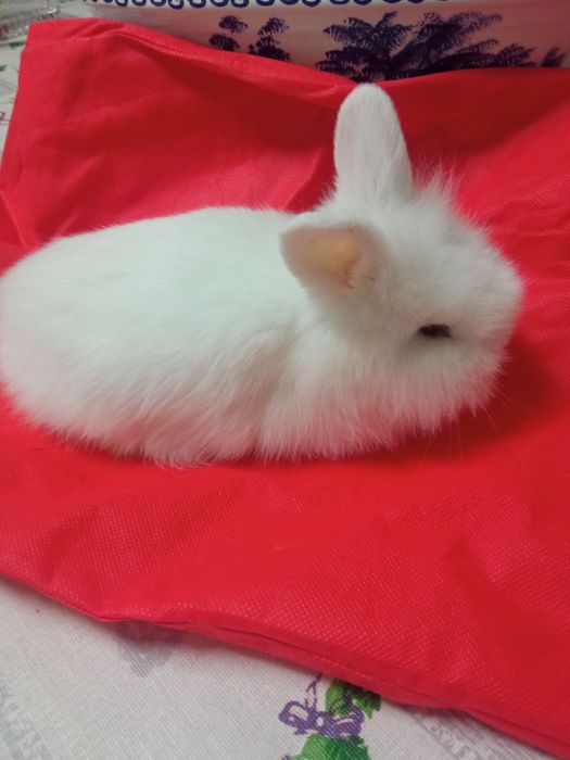 Coelhinha anã muito dócil