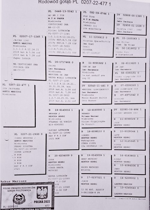 Gołąb pocztowy Samiec M.Ankus x T. Rumiński