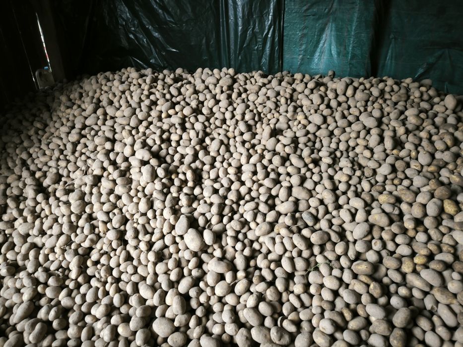 Ziemniaki typu sadzeniaki Soraya i Baltic Rose