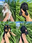 Cocker spaniel angielski piesek
