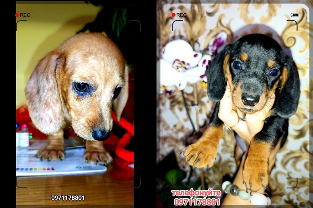 міні-Такси, є дівчатка та хлопчики, вакцинації Нобівак ЧГППІ