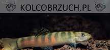 Schistura balteata - dowóz, wysyłka