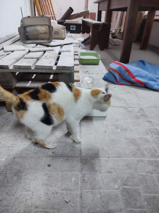 Gata para adoção responsável - Paredes, Porto