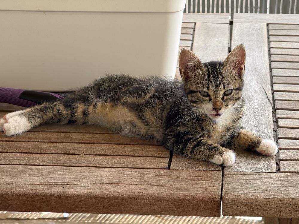 Gato para adocao - Muito meigo e sociavel