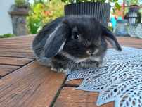 Króliczek mini lop samczyk do odbioru