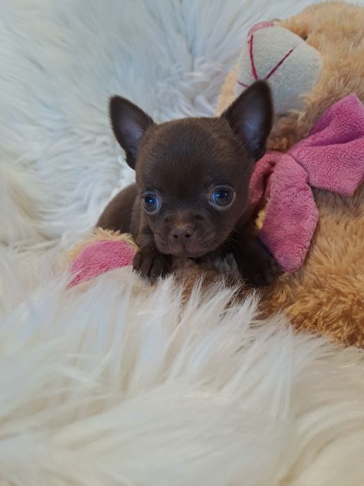 **SALLY**sunia chihuahua malutka choco zarezerwowana