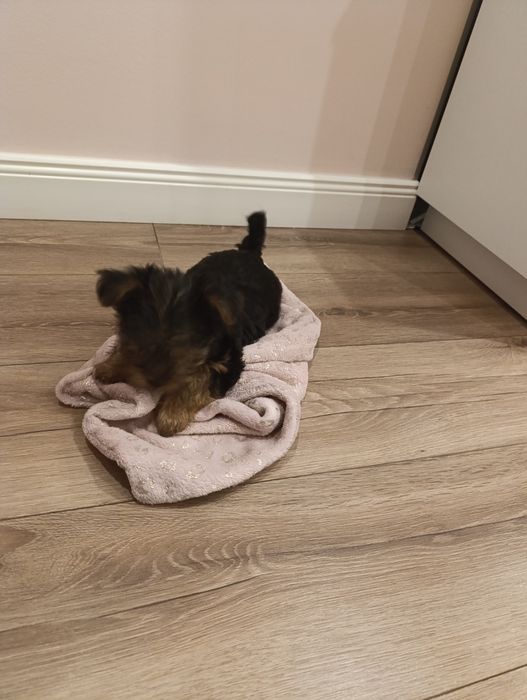 Lola gotowa do zmiany domku