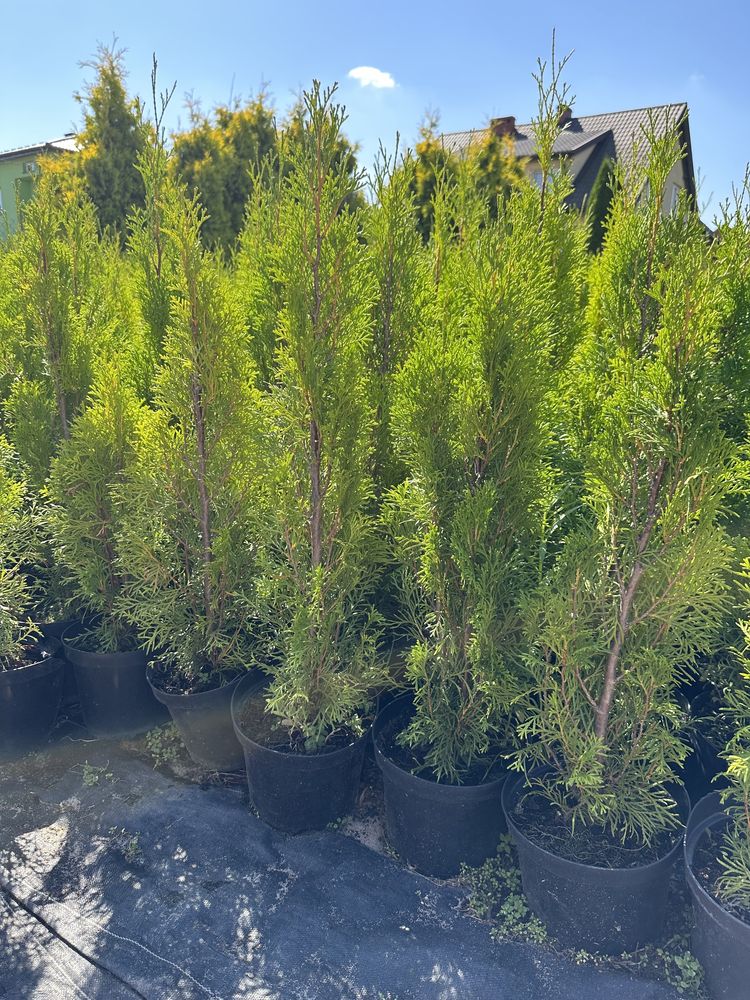 Thuja smaragd doniczka 3l