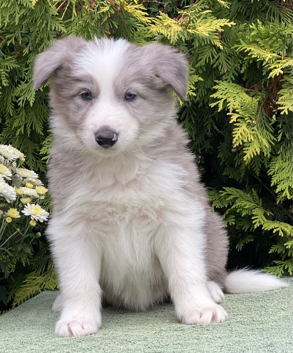 Border Collie suczka ARIA