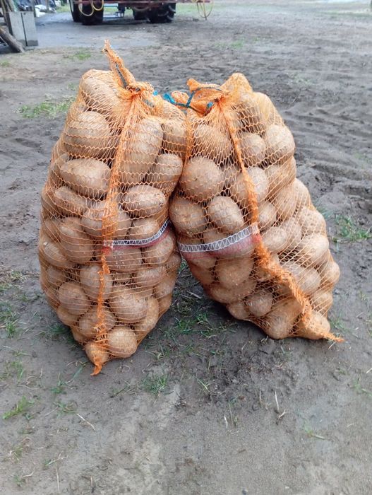 Sprzedam ziemniaki jadalne odmiany DENAR