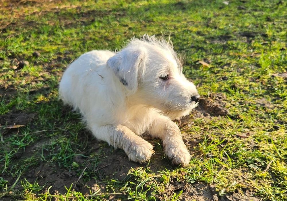 Parson Russell Terrier - dziewczynka Santi