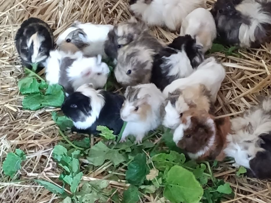 Świnki morskie rozetki długowłose