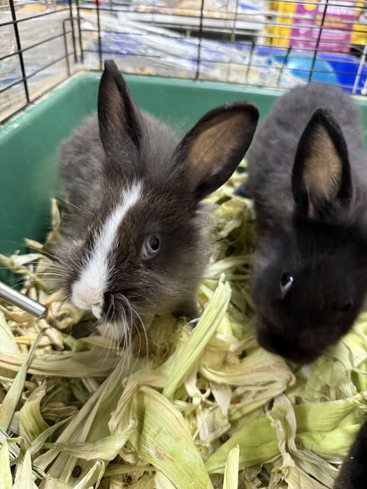 Карликовый кролик (пепельный)