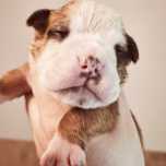 Buldog Kontynentalny, continental bulldog zapowiedź wyjątkowego miotu