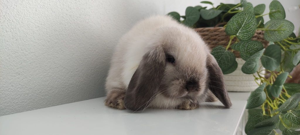 Mini Lop królik gotowe do odbioru