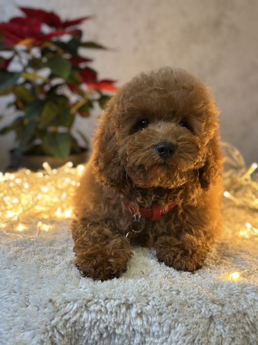 Щенки мальтипу девочка