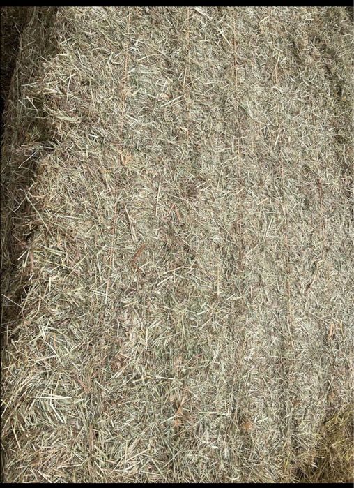 Feno de Azevem, e Feno espontaneo