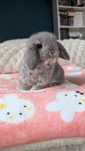 Króliki miniaturki rasy MINI LOP małe karzełki baranki