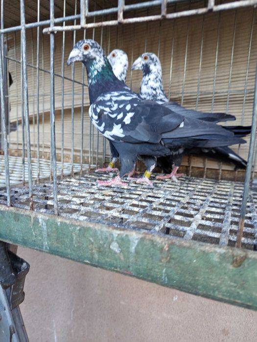 Gołębie  pocztowe tygrysy