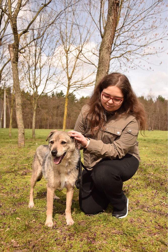 Rebus- strdniej wielkości pies do adopcji