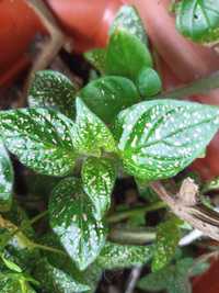 Planta Confete (Hypoestes phyllostachya) "Polka-dot"