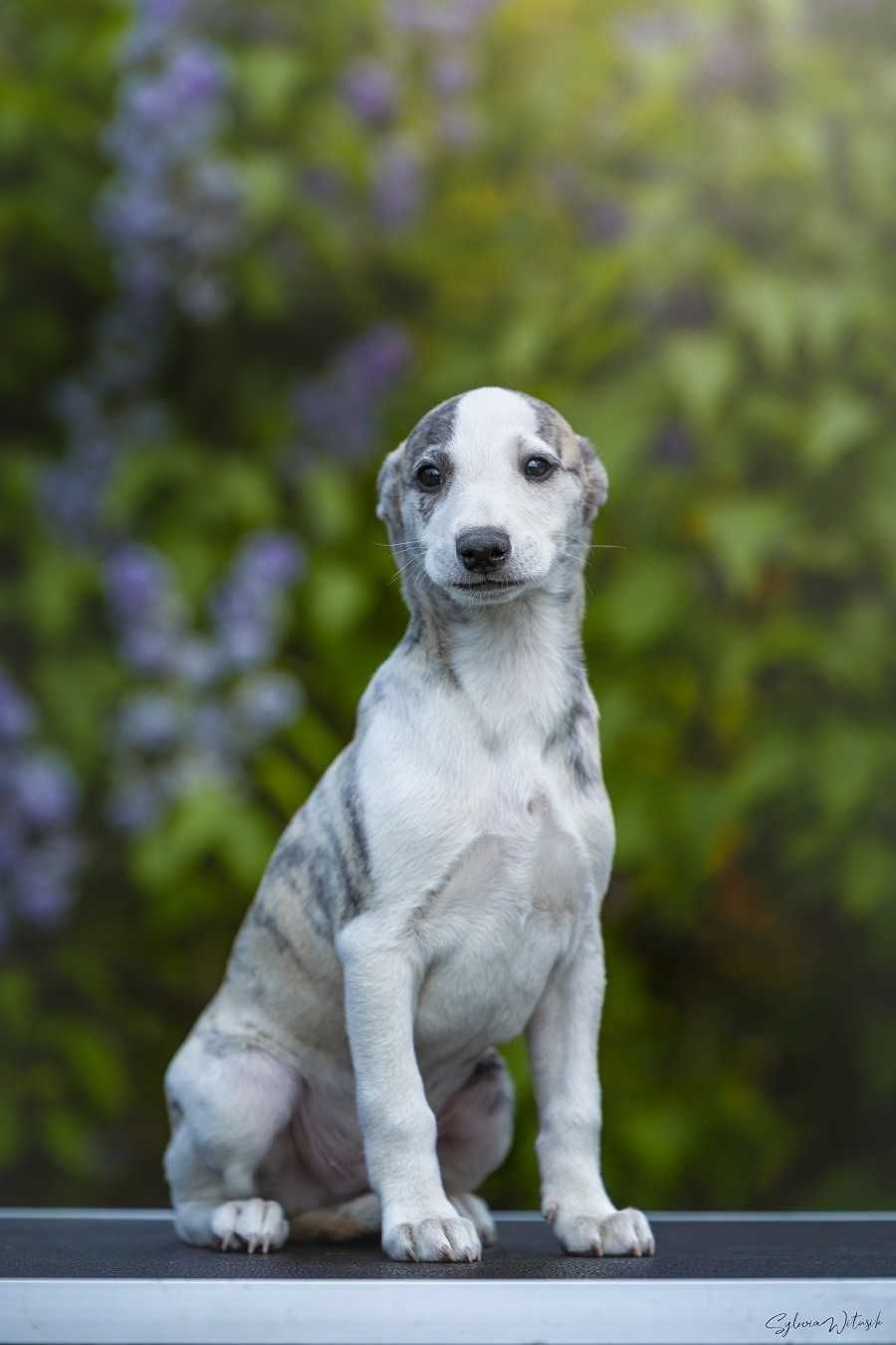 Whippet piekny chłopczyk